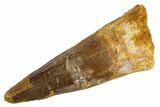 Fossil Spinosaurus Tooth - Real Dinosaur Tooth #305678-1